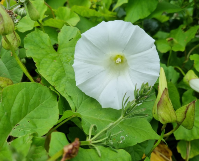 Bindweed